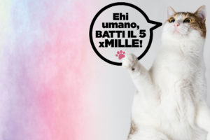 Donazione 5x1000 - Associazione Le Fusa - O.N.L.U.S. - gattile di Rovereto