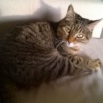 Zac - Adozioni del cuore - Associazione Le Fusa